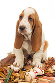 PUP 01 JE0028 01
Basset Hound Puppy Sitting In Pile Of Dog Treats On White Seamless