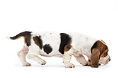 PUP 01 JE0039 01
Basset Hound Puppy Walking And Sniffing On White Seamless