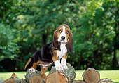 PUP 01 JN0001 01
Basset Hound Puppy Standing On Woodpile
