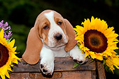 PUP 01 LS0005 01
Basset Hound Puppy Sitting In Wooden Box With Sunflowers