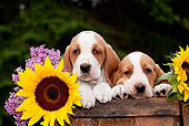 PUP 01 LS0006 01
Basset Hound Puppies Sitting In Wooden Box With Sunflowers And Purple Flowers