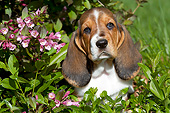 PUP 01 LS0008 01
Basset Hound Puppy Sitting In Pink Flowers