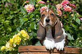 PUP 01 LS0010 01
Basset Hound Puppy Sitting In Peach Basket By Flowers