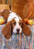 PUP 01 RC0001 01
Basset Hound Puppy Laying On Blanket With Baskets And Apples