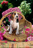 PUP 01 RC0002 01
Basset Hound Puppy Sitting In Basket By Pink Flowers