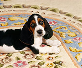 PUP 01 RK0014 01
Shoulder Shot Of Basset Hound Puppy Laying On Oriental Rug Facing Camera