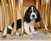 PUP 01 RK0015 03
Head Shot Of Basset Hound Puppy Sitting Underneath Table