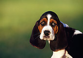 PUP 01 RK0019 22
Head Shot Of Basset Hound Puppy Facing Camera Green Background