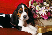 PUP 01 RK0024 04
Basset Hound Puppy Laying On Red Couch By Flower Arrangement Facing Camera