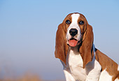 PUP 01 RK0027 02
Basset Hound Puppy Sitting On Pier Blue Sky
