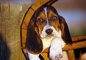 PUP 01 RK0032 06
Basset Hound Puppy Laying In Round Wooden Crate