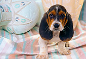 PUP 01 RK0033 01
Basset Hound Puppy Sitting By Pastel Vases And Cloth