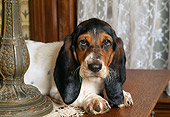PUP 01 RK0041 01
Head Shot Of Basset Hound Laying On Table By Lamp And Lace Curtains