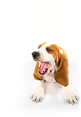 PUP 01 RK0052 24
Wide Angle Of Basset Hound Puppy On White Seamless