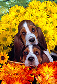 PUP 01 RK0053 13
Two Basset Hound Puppies Sitting In Basket By Flowers Studio