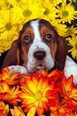 PUP 01 RK0054 14
Shoulder Shot Of Basset Hound Puppy Standing In Basket Surrounded By Flowers