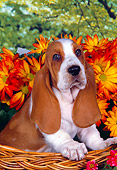 PUP 01 RK0055 05
Head Shot Of Basset Hound In Basket With Flowers