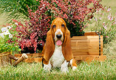 PUP 01 CE0002 01
Basset Hound Puppy Sitting On Grass By Cart Flowers And Shrub