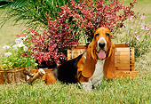 PUP 01 CE0003 01
Basset Hound Puppy Standing On Grass By Cart Flowers And Shrub