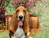 PUP 01 CE0004 01
Basset Hound Puppy Sitting On Grass By Cart Flowers And Shrub