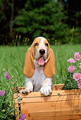PUP 01 CE0005 01
Basset Hound Puppy Sitting In Cart With Flowers In Field