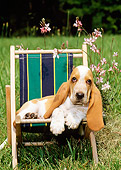 PUP 01 CE0006 01
Basset Hound Puppy Laying In Beach Chair By Flowers In Field