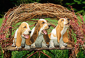 PUP 01 CE0007 01
Three Basset Hound Puppies Sitting On Twig Bench In Field