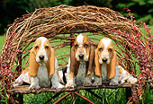 PUP 01 CE0008 01
Three Basset Hound Puppies Sitting On Twig Bench In Field
