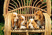 PUP 01 CE0011 01
Four Basset Hound Puppies Sitting On Twig Chair