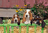 PUP 01 CE0012 01
Three Basset Hound Puppies Sitting On Hay In Cart By Barn And Flowers