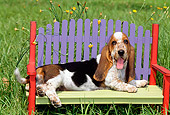 PUP 01 CE0013 01
Basset Hound Puppy Laying On Colorful Bench In Field
