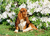PUP 01 CE0014 01
Basset Hound Puppy Sitting On Grass By Azalea Bush