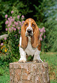 PUP 01 CE0015 01
Basset Hound Puppy Sitting On Tree Stump By Flowers