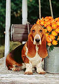 PUP 01 CE0016 01
Basset Hound Puppy Sitting On Well By Orange Flowers