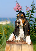 PUP 01 CE0017 01
Basset Hound Puppy Sitting On Barrel By Flowers And Ocean