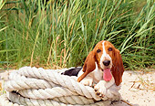 PUP 01 CE0020 01
Basset Hound Puppy Laying On Rope By Beach Grass