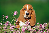 PUP 01 GR0005 02
Head Shot Of Basset Hound Puppy Sitting By Pink Flowers