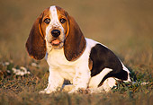 PUP 01 GR0008 03
Basset Hound Puppy Sitting On Grass Looking At Camera