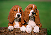 PUP 01 GR0013 01
Head Shot Of Two Basset Hound Puppies On Log Facing Camera