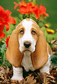 PUP 01 LS0001 01
Basset Hound Puppy Sitting On Leaves By Red Flowers