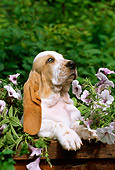 PUP 01 LS0002 01
Basset Hound Puppy Sitting Among Lavender Petunias