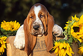 PUP 01 LS0003 01
Basset Hound Puppy Sitting In Basket By Sunflowers