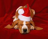 PUP 01 RK0006 02
Basset Hound Puppy Laying With Red Santa Hat Eyes Shut Red Background