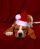 PUP 01 RK0007 01
Close Up Of Basset Hound Puppy Laying With Red Santa Hat Red Background