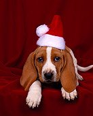 PUP 01 RK0008 01
Basset Hound Puppy Laying Facing Camera With Santa Hat On Red Background