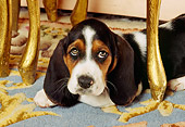 PUP 01 RK0020 02
Basset Hound Laying On Carpet Under Table