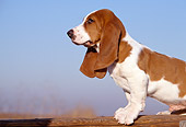 PUP 01 RK0027 03
Basset Hound Puppy Sitting On Pier Blue Sky