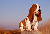 PUP 01 RK0027 06
Basset Hound Puppy Sitting On Pier Blue Sky