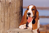 PUP 01 RK0028 04
Shoulder Shot Of Basset Hound Puppy Stepping On Wooden Post By Water