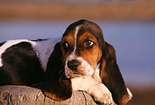 PUP 01 RK0030 01
Close Up Of Basset Hound Puppy Laying On Wooden Stump Facing Camera